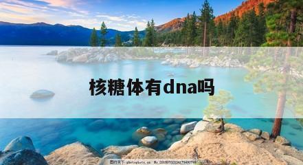 核糖体有dna吗